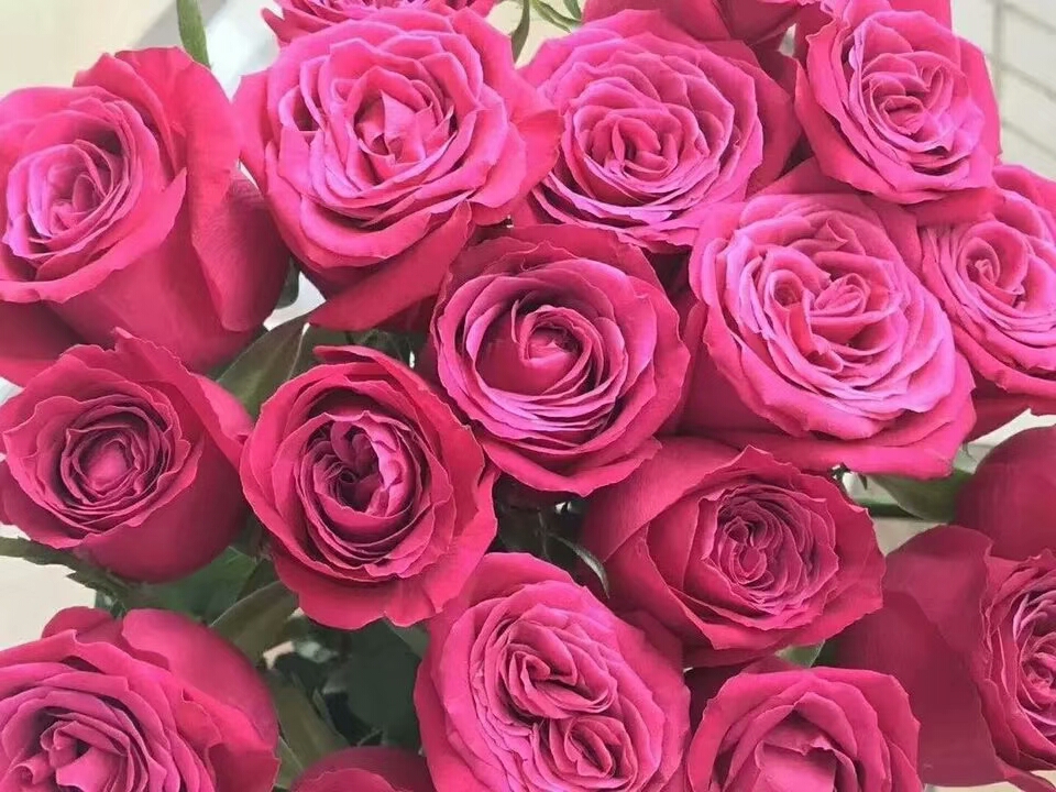 玫瑰品种介绍-文章详情|花月鲜花首页|花月鲜花|花月鲜花速递|鲜花网